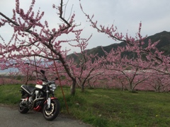 御坂町の桃