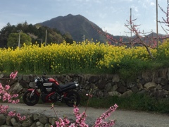 桃と菜の花