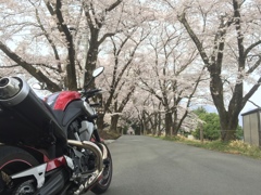 眞原の桜並木