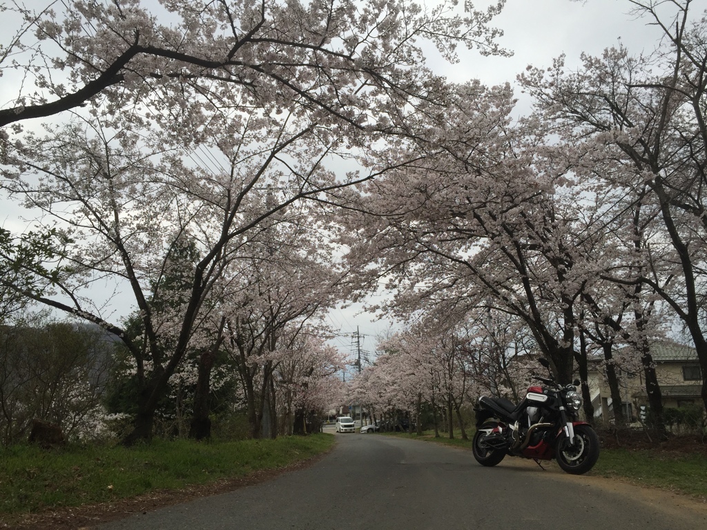 護国神社の桜