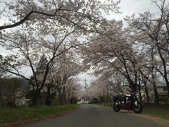 護国神社の桜