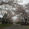 護国神社の桜