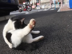 肉球触り放題の権利をやろう！