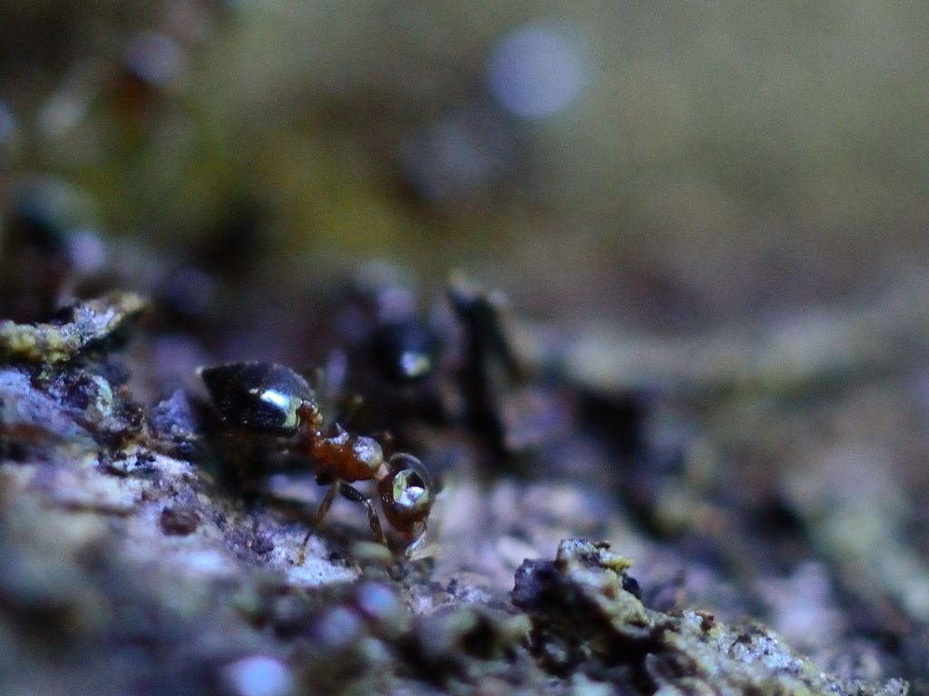 a worker ant