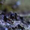 a worker ant