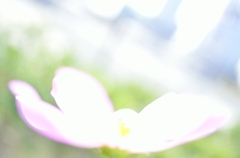 HANA