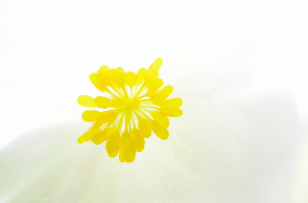 花火