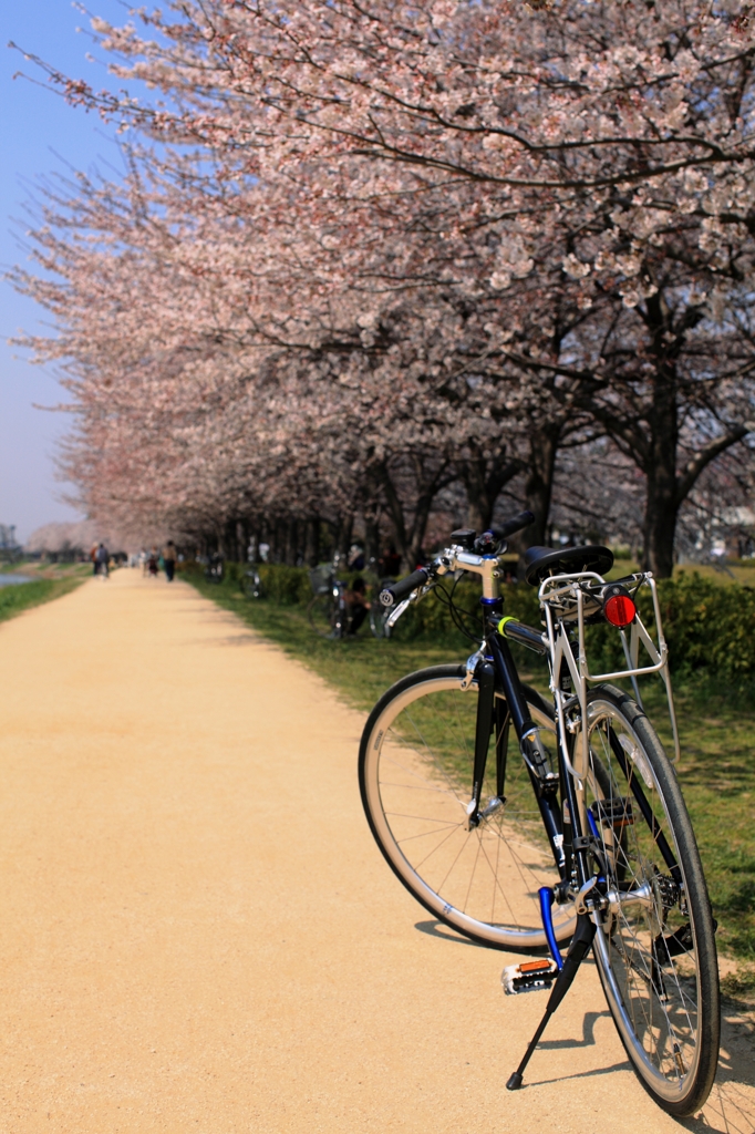 桜とチャリ