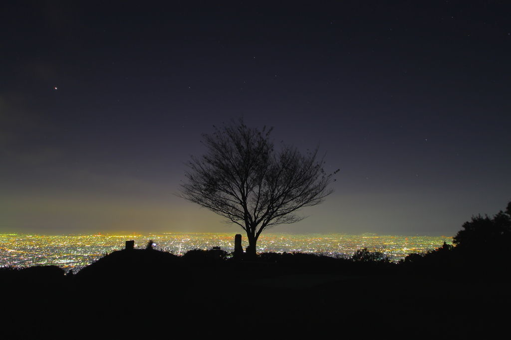 一本の木と大阪の夜景 By Harmonia777 Id 8640 写真共有サイト Photohito