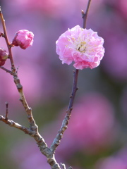 ハナモモボケ～