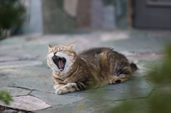 がぁぁぁぁぁぁぁぁぁぁぁぁぁぁぁぁぁぁ！