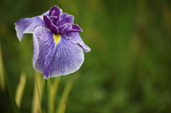 花菖蒲