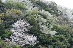 また来年～