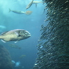 魚類