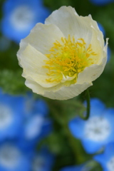 くりはま花の国 ポピー
