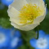 くりはま花の国 ポピー