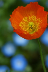くりはま花の国 ポピー