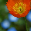 くりはま花の国 ポピー