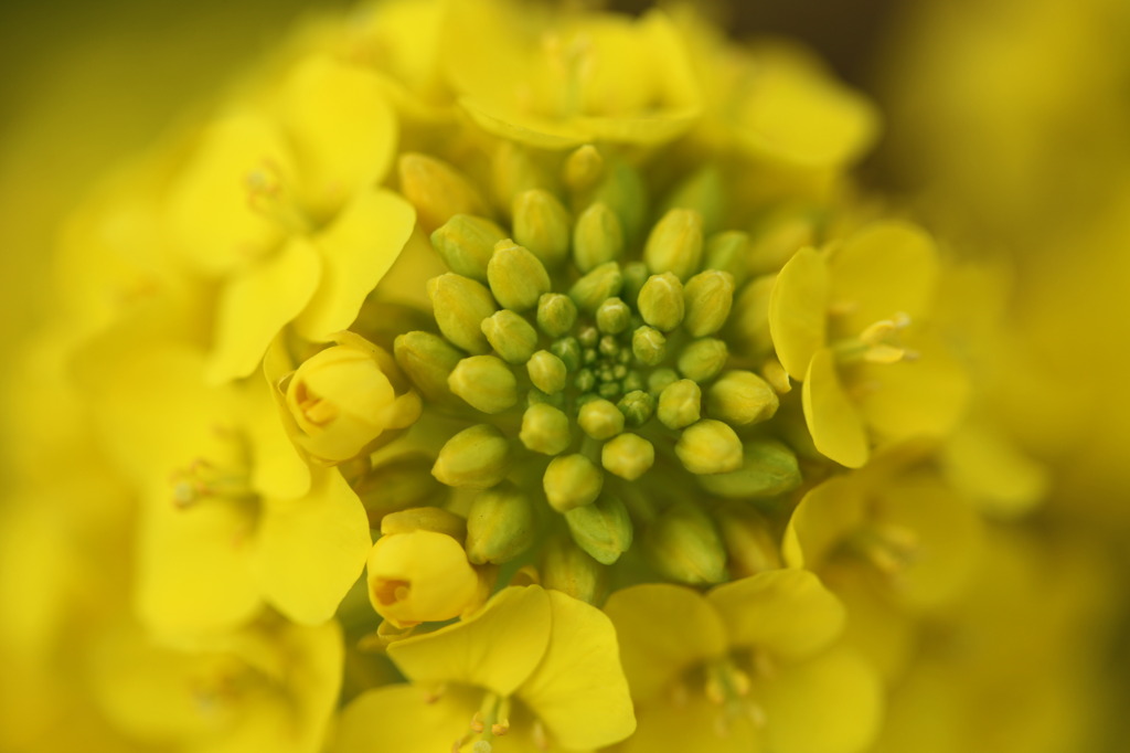 菜の花アップ