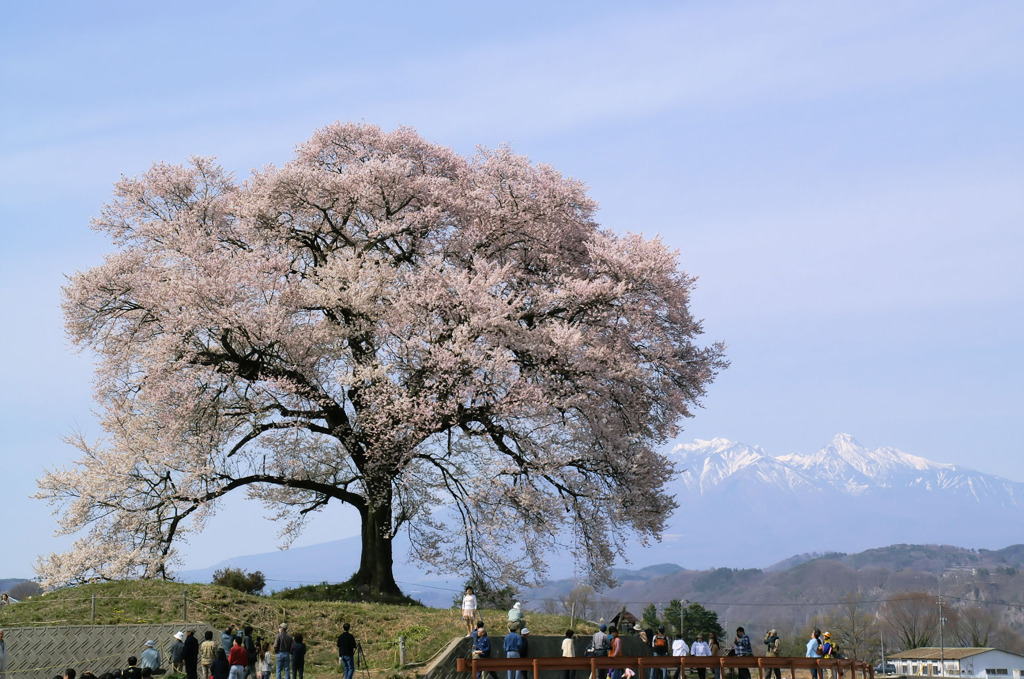 鰐塚の桜