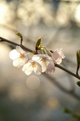 桜③