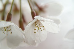 雨上がりの。。。