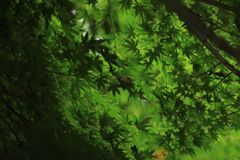 good green