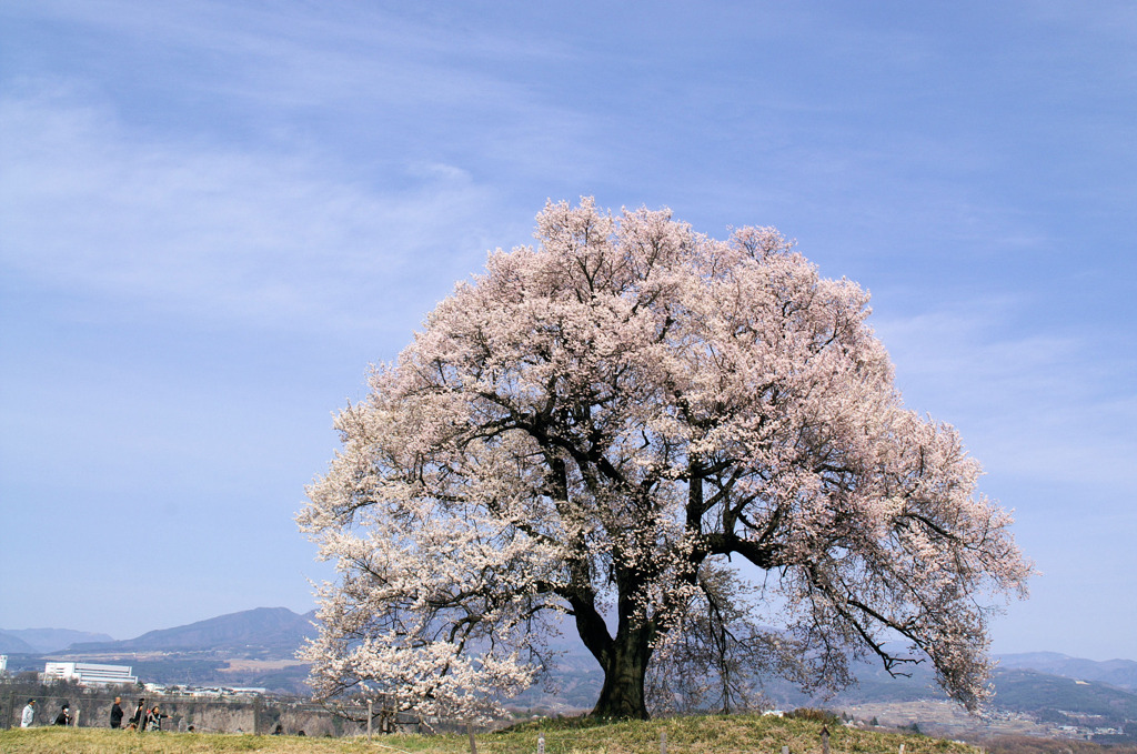 鰐塚の桜②