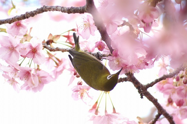 桜②