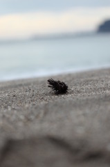 悲しきウニ