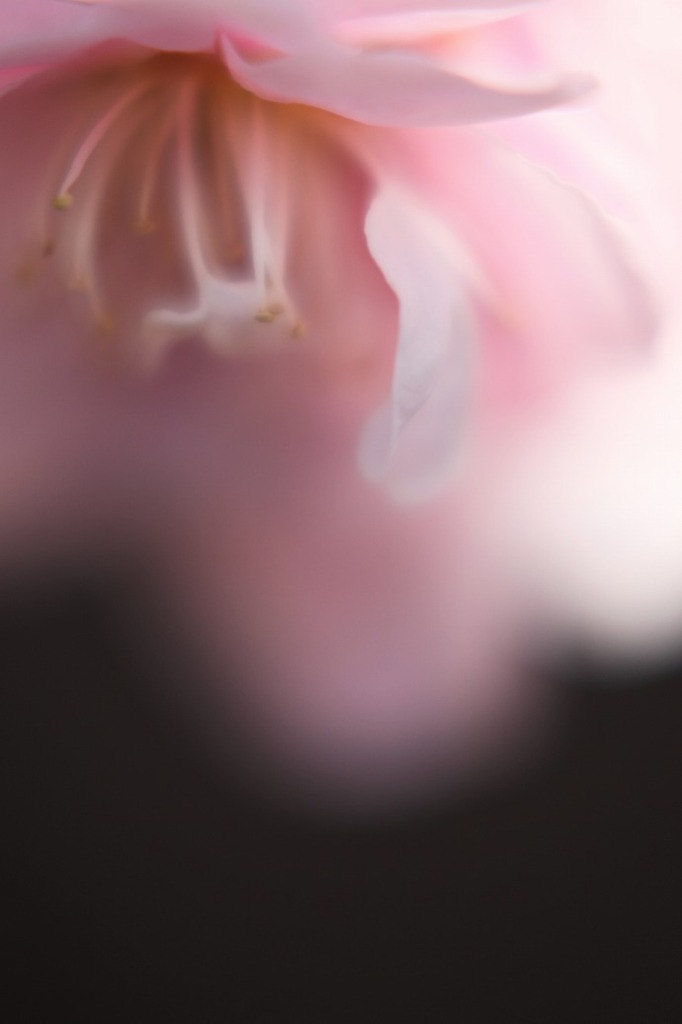 明旬