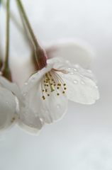 雨あがりの桜