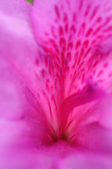IMG_0524