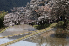 三多気の桜