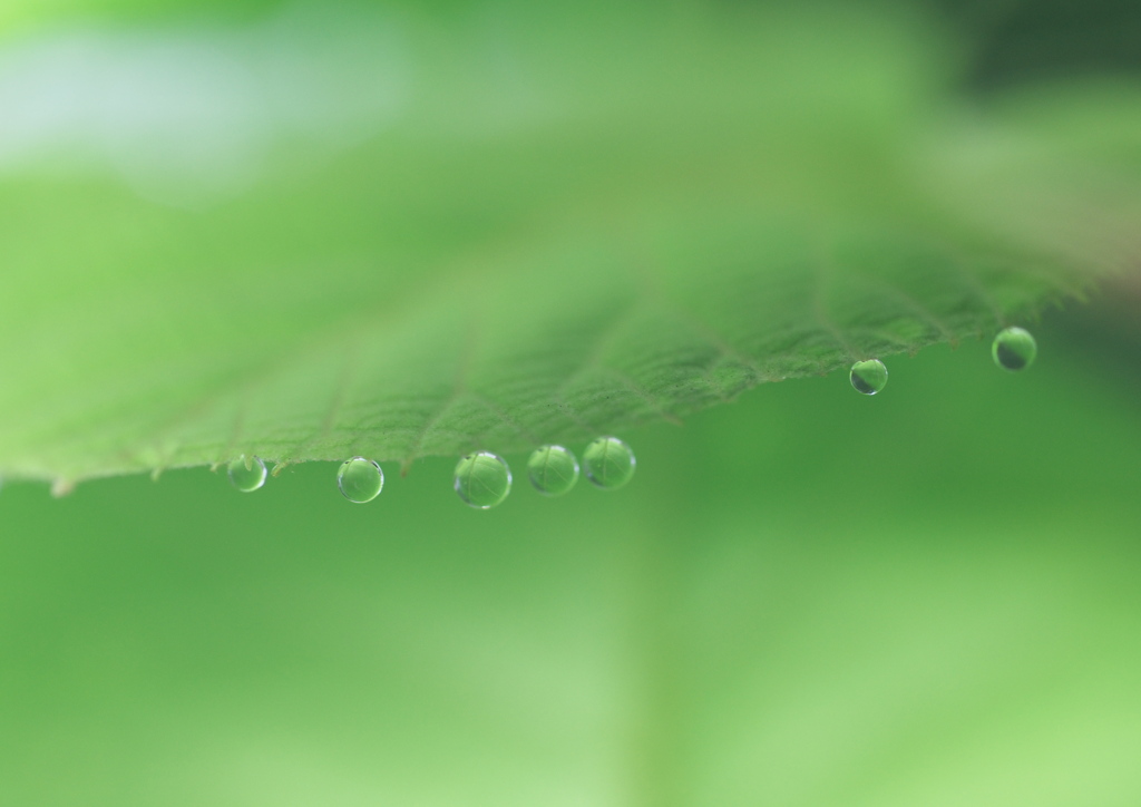 朝の宝石
