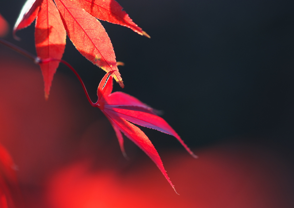 紅葉