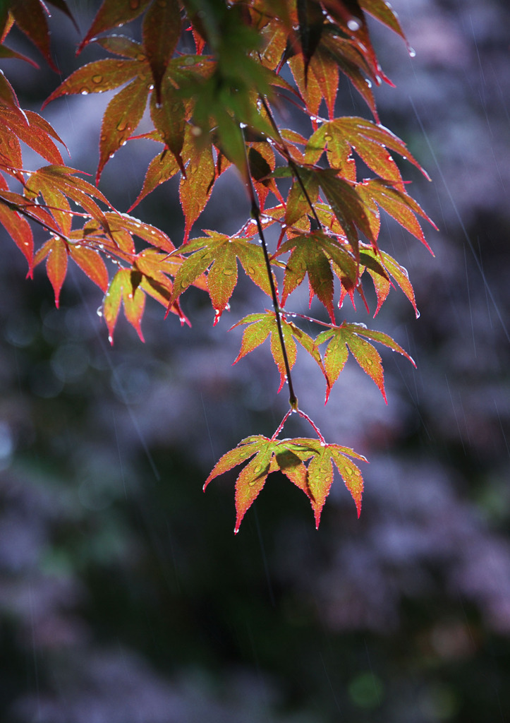 梅雨