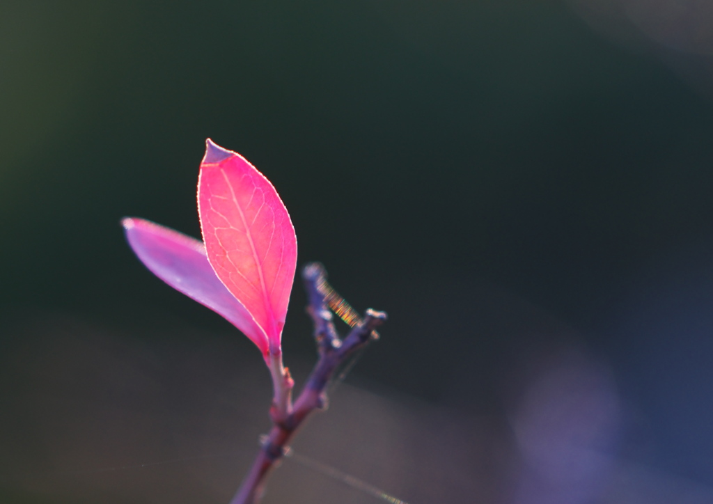 ブルーベリーの紅葉