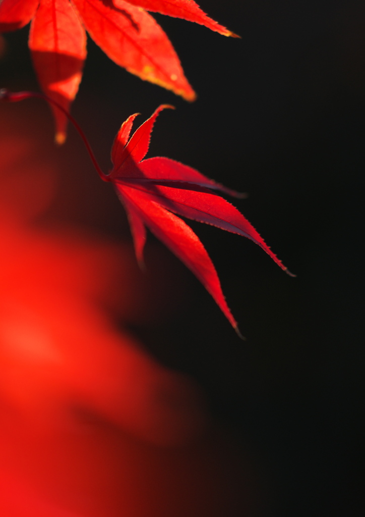 紅葉2