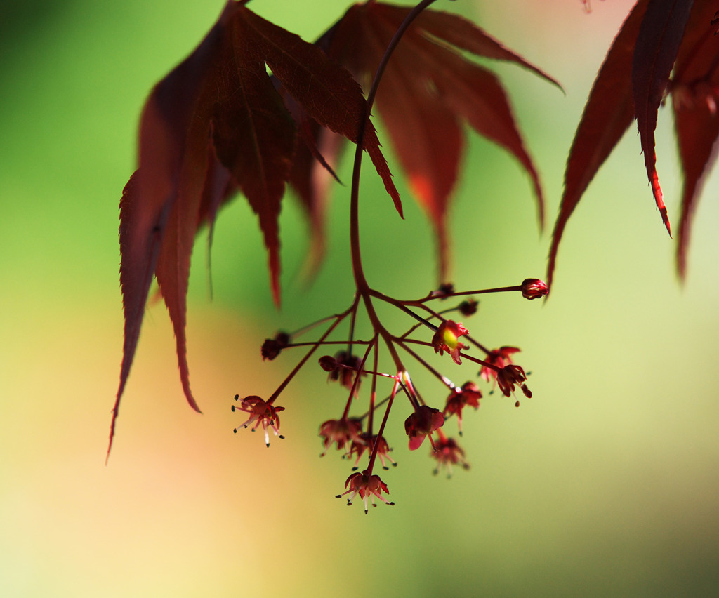 華紅葉