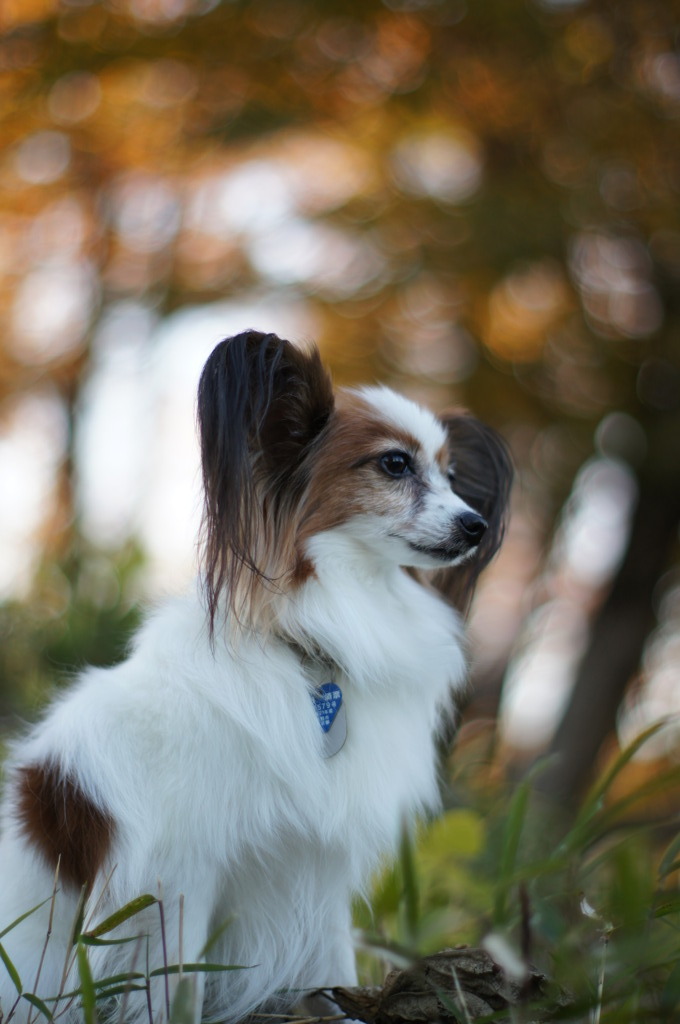 愛犬