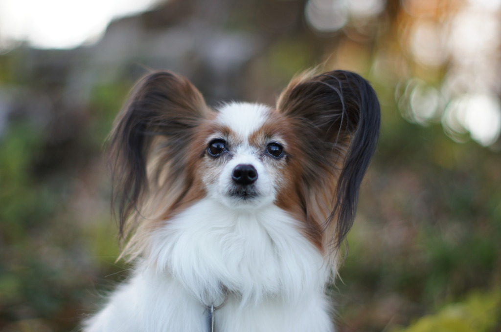 愛犬
