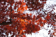 見上げた紅葉