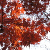 見上げた紅葉