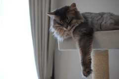 Ｚｚｚｚ・・・