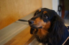 看板犬