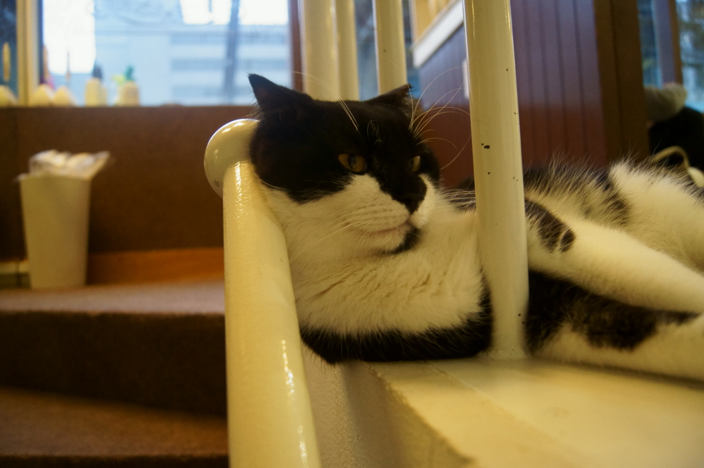 くつろぐ猫