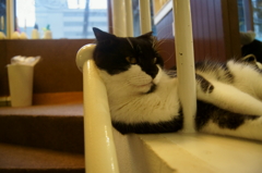 くつろぐ猫