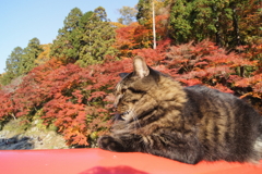 猫と紅葉
