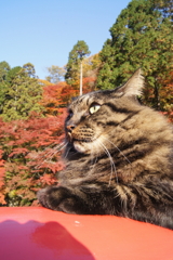 猫と紅葉